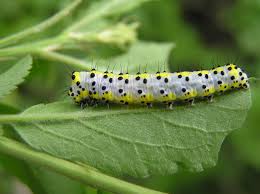 Attēlu rezultāti vaicājumam “Diloba caeruleocephala larva”
