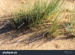 Attēlu rezultāti vaicājumam “Corynephorus canescens”