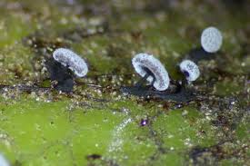 Attēlu rezultāti vaicājumam “Didymium clavus”