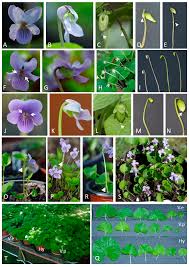 Attēlu rezultāti vaicājumam “Viola epipsila flower”