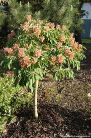 Attēlu rezultāti vaicājumam “Aesculus x hybrida flower”