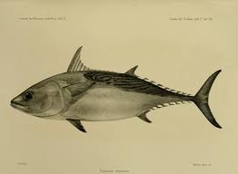 Image result for Euthynnus alletteratus