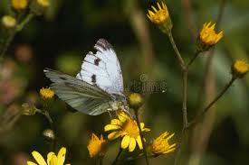 Attēlu rezultāti vaicājumam “Pieris napi female”