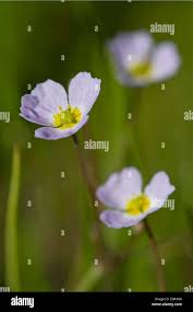 Attēlu rezultāti vaicājumam “Alisma lanceolatum leaf”