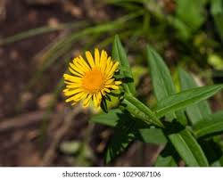Attēlu rezultāti vaicājumam “Inula salicina flower”