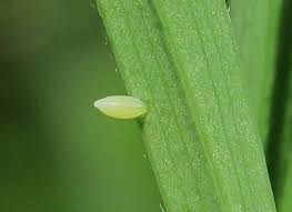 Attēlu rezultāti vaicājumam “Leptidea sinapis underside”