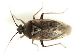 Attēlu rezultāti vaicājumam “Closterotomus biclavatus imago”