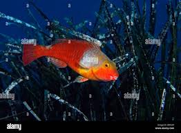 Image result for Sparisoma frondosum