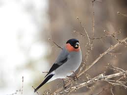 Attēlu rezultāti vaicājumam “Pyrrhula pyrrhula”