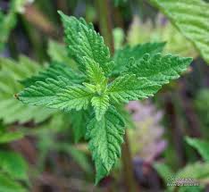 Attēlu rezultāti vaicājumam “Lycopus europaeus leaf”