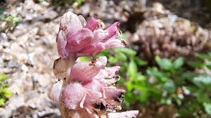 Attēlu rezultāti vaicājumam “Lathraea squamaria flower”