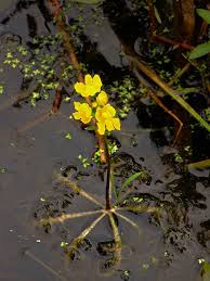 Attēlu rezultāti vaicājumam “Lentibulariaceae”