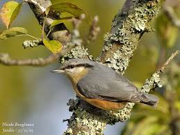 Attēlu rezultāti vaicājumam “Sitta europaea male”