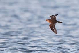 Attēlu rezultāti vaicājumam “Actitis hypoleucos”