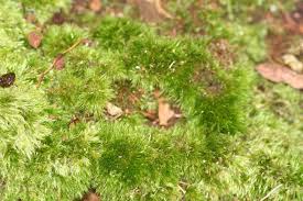 Attēlu rezultāti vaicājumam “Campylopus pyriformis sporophyte”
