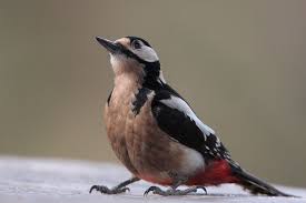 Attēlu rezultāti vaicājumam “Dendrocopos major”