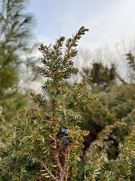 Attēlu rezultāti vaicājumam “Juniperus communis female flower”