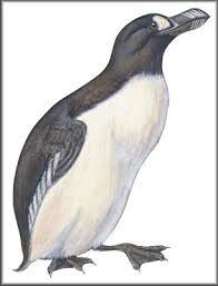 Image result for Pinguinus impennis