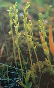 Attēlu rezultāti vaicājumam “Hammarbya paludosa leaf”