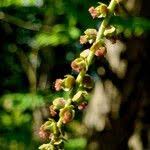 Attēlu rezultāti vaicājumam “Juglans mandshurica female flower”