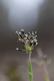 Attēlu rezultāti vaicājumam “Luzula pilosa flower”