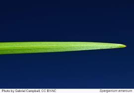 Attēlu rezultāti vaicājumam “Sparganium minimum leaf”