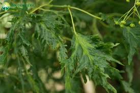Attēlu rezultāti vaicājumam “Tilia platyphyllos Laciniata”