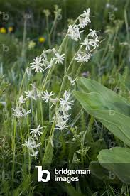 Attēlu rezultāti vaicājumam “Silene nutans”