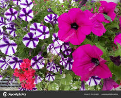 Image result for Petunie