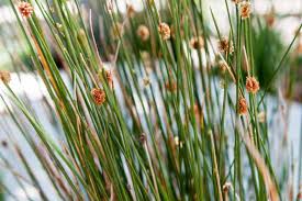 Attēlu rezultāti vaicājumam “Juncus nastanthus”