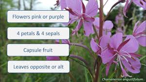 Attēlu rezultāti vaicājumam “Onagraceae”