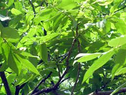 Attēlu rezultāti vaicājumam “Juglans mandshurica female flower”