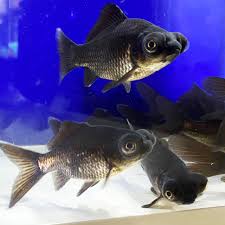 Image result for 出目金