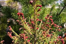 Attēlu rezultāti vaicājumam “Picea abies leaf”