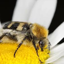 Attēlu rezultāti vaicājumam “Trichius fasciatus imago”