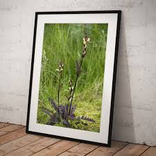 Attēlu rezultāti vaicājumam “Pedicularis sceptrum-carolinum leaf”