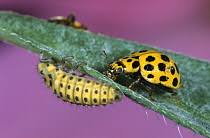 Attēlu rezultāti vaicājumam “Psyllobora vigintiduopunctata larva”