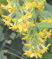 Attēlu rezultāti vaicājumam “Solidago virgaurea leaf”