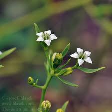 Attēlu rezultāti vaicājumam “Thesium alpinum”