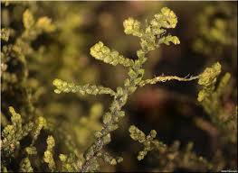 Attēlu rezultāti vaicājumam “Lepidozia reptans”