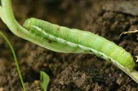Attēlu rezultāti vaicājumam “Orthosia miniosa larva”