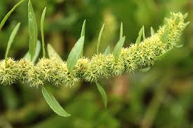 Attēlu rezultāti vaicājumam “Rumex maritimus leaf”