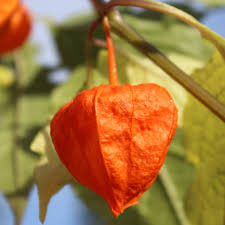 Image result for Lampionblume