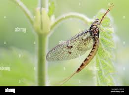 Attēlu rezultāti vaicājumam “Ephemera sp.”