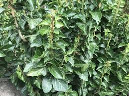 Attēlu rezultāti vaicājumam “Hedera helix  leaf”