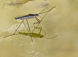 Attēlu rezultāti vaicājumam “Gerridae”