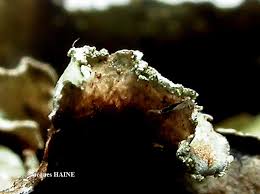 Attēlu rezultāti vaicājumam “Cetrelia olivetorum”