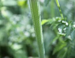Attēlu rezultāti vaicājumam “Anthriscus sylvestris bud”
