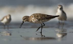 Attēlu rezultāti vaicājumam “Calidris ferruginea”