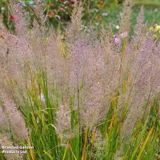 Attēlu rezultāti vaicājumam “Calamagrostis purpurea fruit”